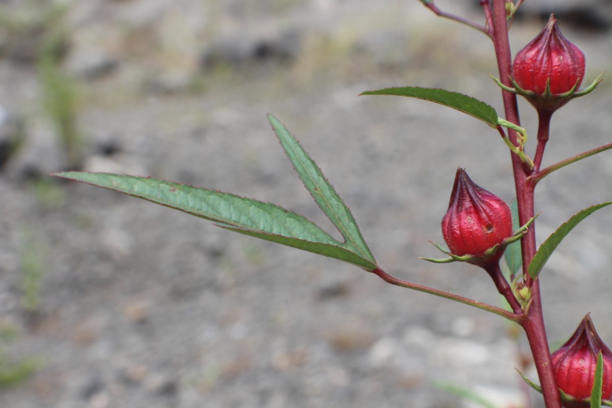 Hibiscus sabdariffa L.